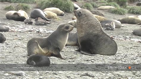 Fur Seal Mating Ritual Youtube