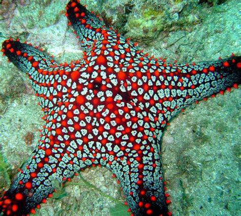 starfish favorite animals pinterest