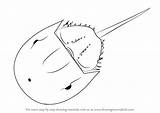 Crab Horseshoe Drawingtutorials101 Atlantic sketch template