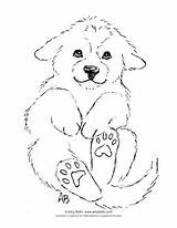 Pyrenees Great Puppy Bolin Designlooter  sketch template