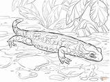 Ausmalbilder Feuersalamander Salamandra Ausmalbild Zu sketch template