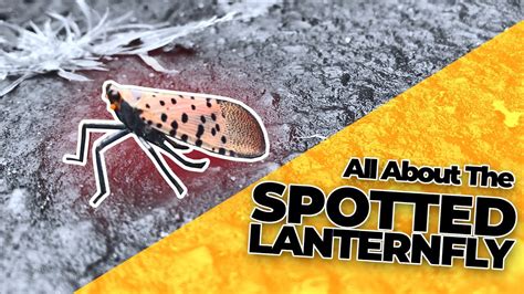 spotted lanternfly    rid   youtube