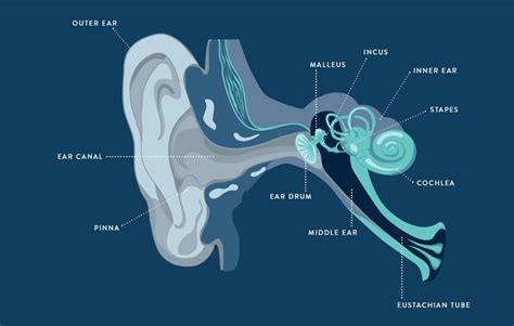 sound waves journey   ear thcp