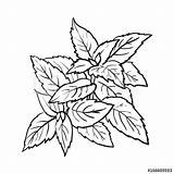 Drawing Mint Outline Peppermint Leaf Leaves Herbs Sketch Herb Getdrawings Paintingvalley Pepper Min Clipartmag Realistic Hand Drawings Candy sketch template