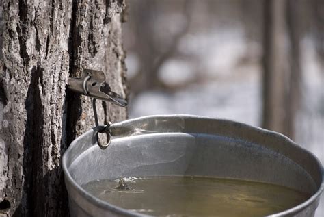 tree tapping  maple syrup  city forest