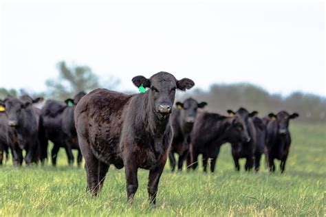 history   angus cattle breed entegra signature structures