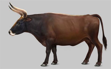aurochs bos primigenius extinct wild bull dinoanimalscom