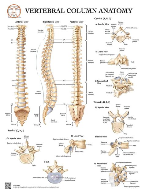 anatomy   vertebrae  vertebrae types laminated wall chart  digital  code