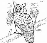 Buho Gufo Reale Coruja Reales Americano Horned Owls Búho Stampare Uccelli Acolore Coloringcrew Animali Imagui sketch template