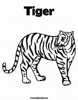 Tiger Coloring Worksheet Stripes Lsu Drawing Has Harimau Sheet Print Pages Tracing Outline Book Animals Hay Choy Gung Fat Twisty sketch template