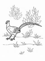 Coloring Pages Pheasant Birds Pheasants sketch template