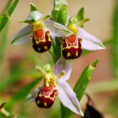 [best Offer] 100 Seeds China Rare Smile Face Bee Orchid