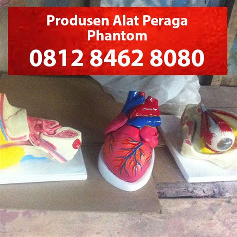 Produsen Alat Peraga Phantom Di Aceh Tenggara Kutacane 0812 8462 8080