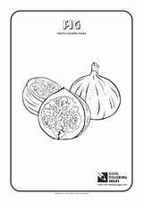 Coloring Fig sketch template