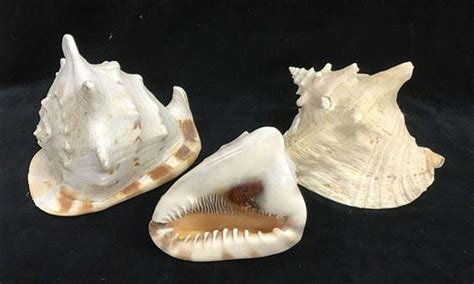vintage conch shells trio   cm length natural history industry science technology