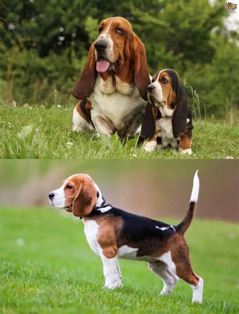 20 Difference Between Basset Hound And Beagle