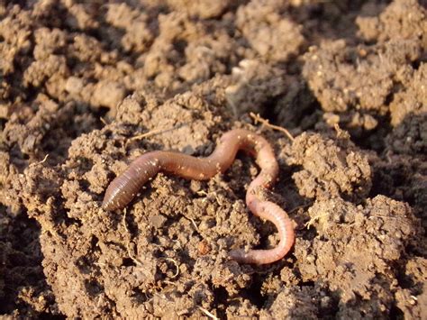 worms dig   works