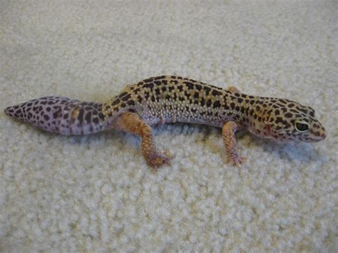 fileleopard gecko   tailjpg wikipedia
