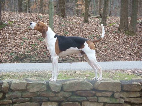 treeing walker coonhound spockthedogcom
