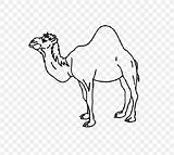 Dromedary Bactrian Camels sketch template
