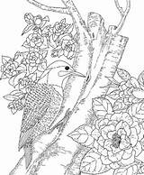 Alabama Camellia Flower Yellowhammer Woodpeckers sketch template