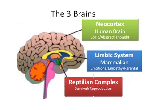 Triune Brain The Reptilian Mammalian And Neo Cortex
