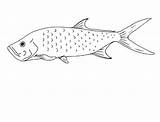 Tarpon sketch template