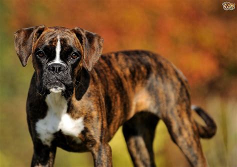gorgeous brindle dog breeds petshomes
