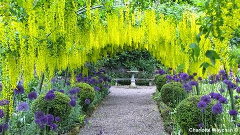dazzling spring colour displays at the dorothy clive garden