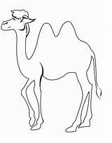 Coloring Camel Pages sketch template