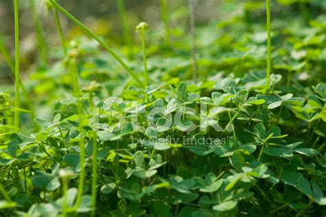 clover green grass stock photo royalty  freeimages
