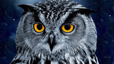 owl wallpapers  psd vector eps