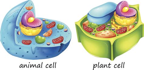plant  animal cell difference  plant cell  animal cell