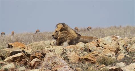 Wildlife Photos African Lion How Do Lions Have Sex Wildlife Photos