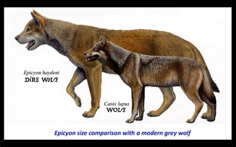facts  dire wolves facts       dire wolf ancient dogs