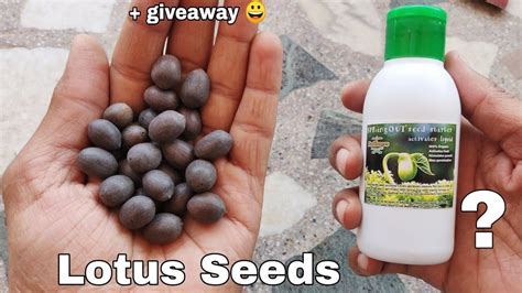 grow lotus  seeds unboxing youtube