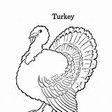 Turkey Coloring Realistic Pages Getcolorings Printable Color sketch template