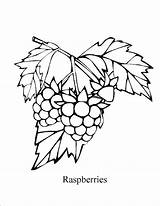 Coloring Pages Raspberry Online Try Projects Print Geometric Color sketch template