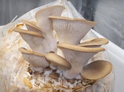 video   grow oyster mushrooms   coffee grounds