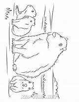 Capybara Coloring sketch template