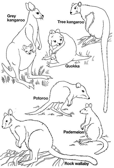 image result  australian native animal colouring  australia