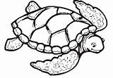 Turtle Coloring Sea Pages Drawing Color Print Printable Turtles Loggerhead Cute Adults Easy Shell Kids Clipart Clip Tortoise Preschoolers Simple sketch template