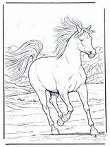 Horses Besuchen Funnycoloring Pferde sketch template