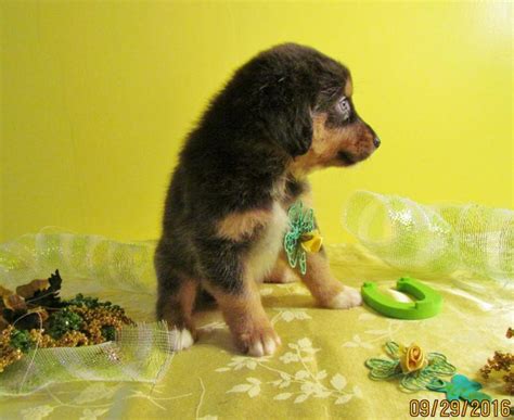 shamrock rose aussies scroll down for available puppies