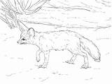 Fennec Fox Foxes sketch template