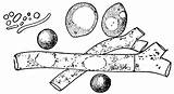 Yeast Clipart Fungi Bacteria sketch template