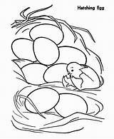 Chicken Coloring Egg Just Getcolorings Pages Getdrawings sketch template