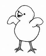 Chick Coloring Pages Chicken Baby Choose Board sketch template