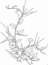 Trepadeira Bluehende Blume Desenho Ausmalbild Malvorlage Categorias sketch template