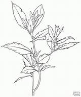 Laurel Coloring Pages Mountain Nobilis Laurus Bay Flower Drawing Getdrawings sketch template